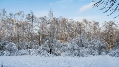 Photo of Тишина зимнего леса и первые звуки снегоходов