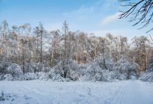 Photo of Тишина зимнего леса и первые звуки снегоходов